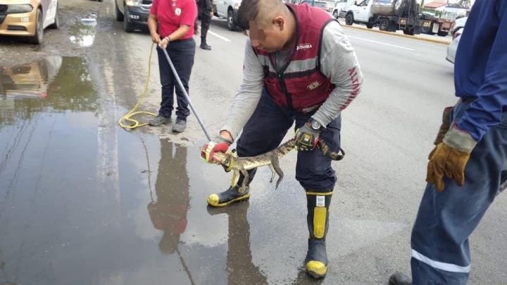 Urgen medidas para proteger reptiles y animales silvestres en la zona sur de Tamaulipas