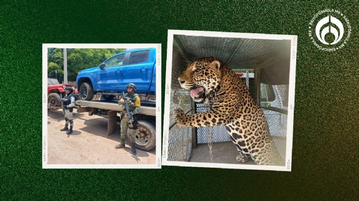 Rescatan a jaguar tras reporte de maltrato animal en Sinaloa; aparte confiscan 6 vehículos