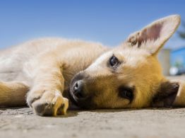 ¡Alerta canina! Piden veterinarios vacunar a 'lomitos' contra el parvovirus