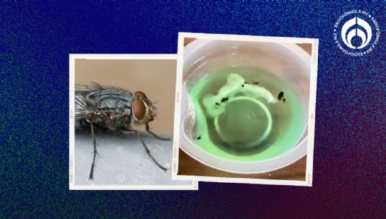 Temporada de moscas: el truco casero infalible con 2 ingredientes para deshacerte de ellas