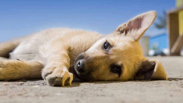 ¡Alerta canina! Piden veterinarios vacunar a 'lomitos' contra el parvovirus