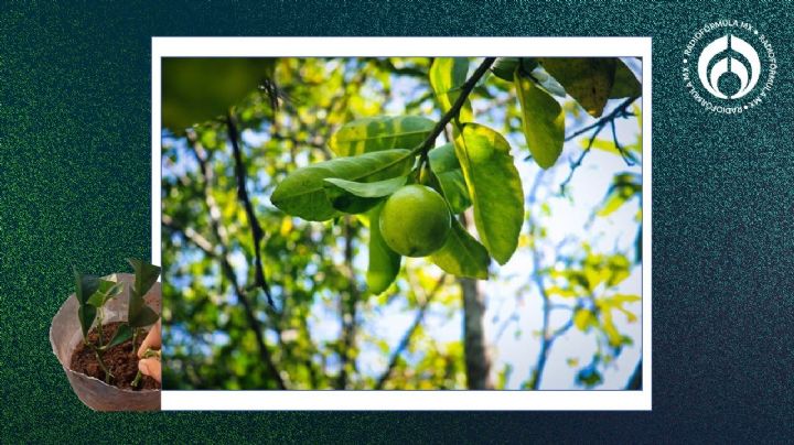 Esta es la forma correcta de reproducir tu árbol de limón con esquejes