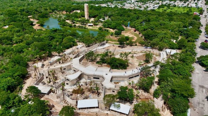 'Balam Balam': avanza proyecto de nuevo hogar sostenible para felinos en Mérida