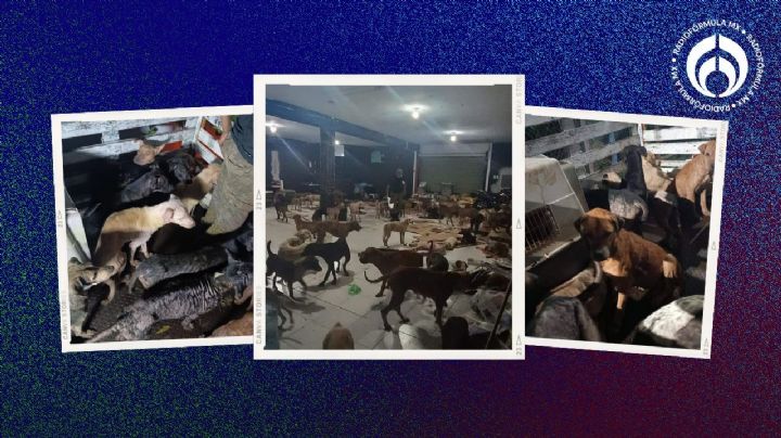 ¡Héroes sin capa! 'Cachorrilandia' salva a 200 perritos en QRoo por paso de 'Beryl' (VIDEO)