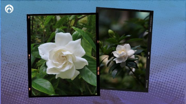 Gardenias: el mejor lugar para que crezcan bellas y perfumen toda la casa