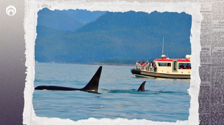 ¿Gladys eres tú? Se registró ataque de orcas a un velero en ciudad española