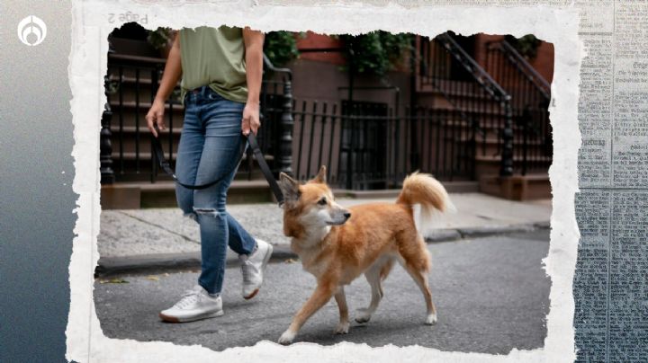 Perritos: esta es la mejor hora para sacarlos a pasear