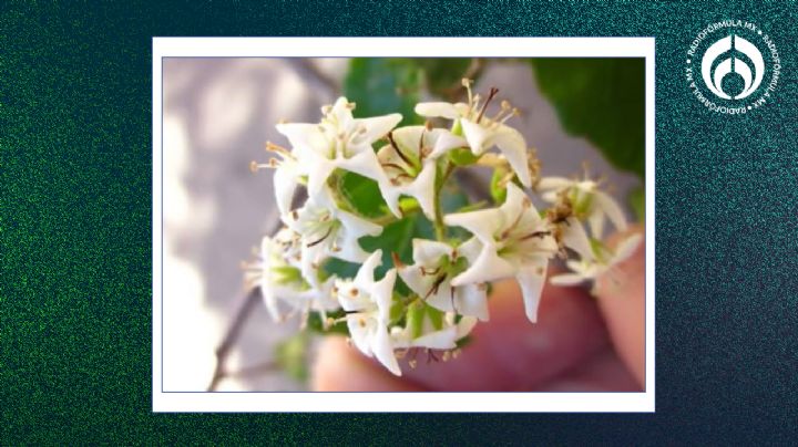 El árbol que no levanta banquetas, da flores en forma de estrella y mucha sombra