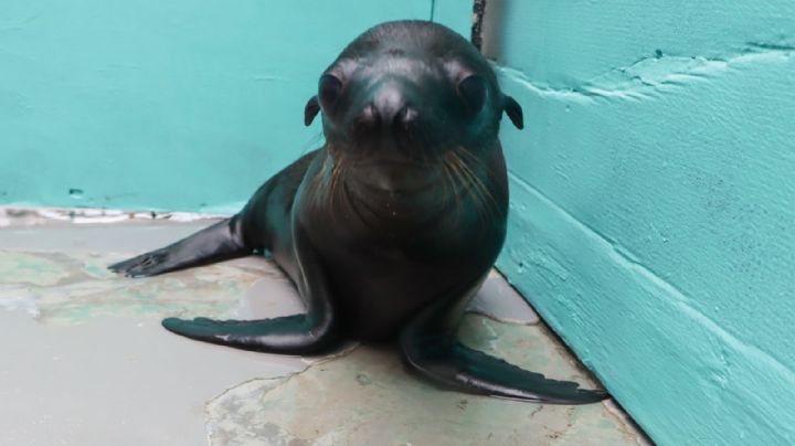 (VIDEO) Nace lobo marino en Aquarium de Veracruz y así puedes participar para ponerle nombre