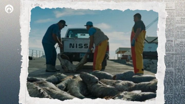 ‘Cártel’ de la Totoaba: trafican el pez en millones de pesos… y casi lo desaperecen