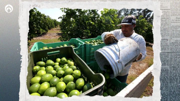 Extorsión a limoneros en Michoacán: productores ceden a pagar 'cuota' al narcotráfico