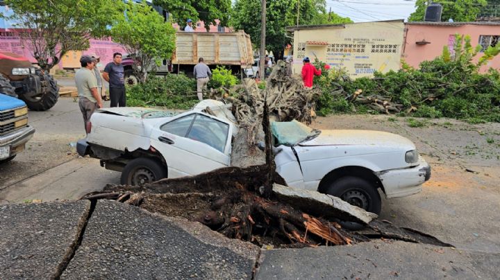 (FOTOS) Caída de árbol parte a la mitad un 'Tsuru' tras fuerte lluvia en Coatzacoalcos