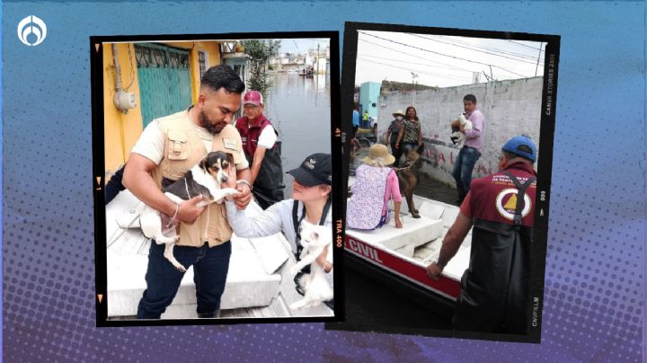 Valle de Chalco: Así rescatan brigadas a ‘lomitos’ y ‘michis’ tras inundaciones