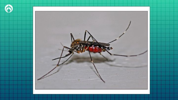 ¿Cuál es el mejor repelente de mosquitos para evitar piquetes y dengue? Estudio lo explica