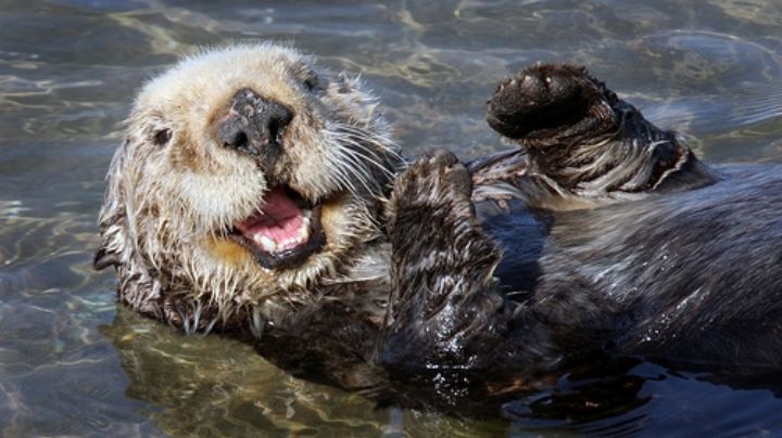 Revive la nutria: dan protección especial a los 'perritos de agua' y llaman a respetar su hábitat