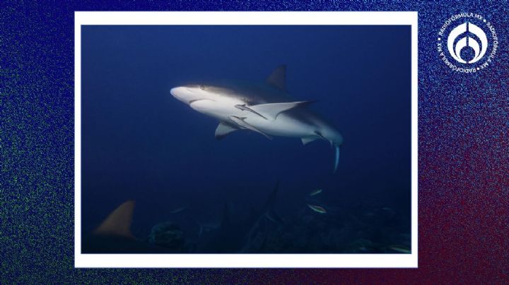 ¿Qué es el 'chomeo'? Así es la técnica para atraer tiburones toro en Playa del Carmen