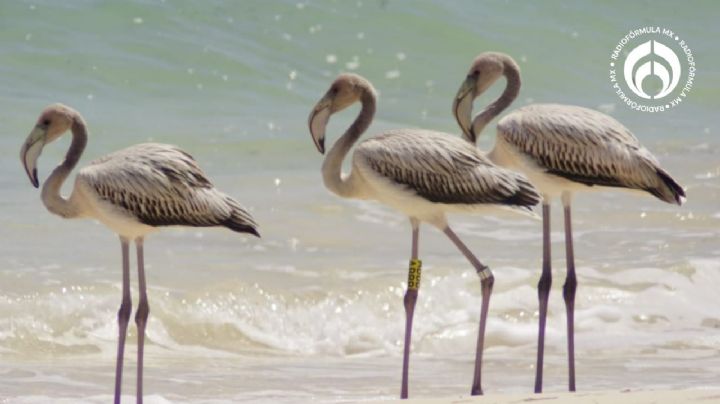 Tren Maya: flamencos engalanan Punta Sur en Cozumel; así los puedes visitar