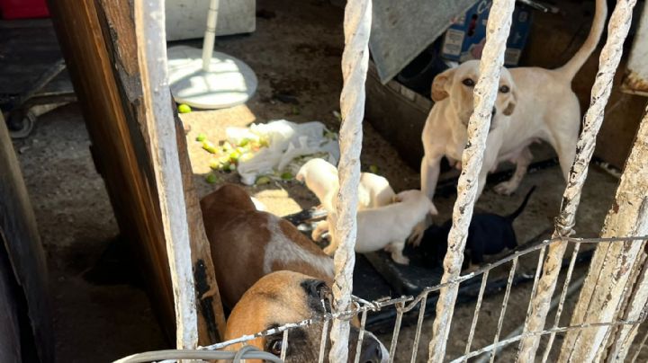 ¡Coraje y tristeza! Mueren 4 perritos de supuesto refugio en La Paz; rescatan a 20 en mal estado