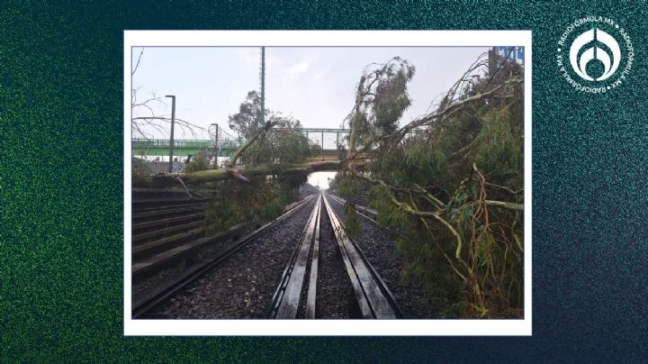 (VIDEO) Cae árbol en Metro CDMX: la Línea B reanuda servicio tras labores para retirarlo