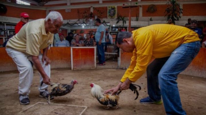 'En defensa de nuestras tradiciones': marcharán para exigir peleas de gallos legales