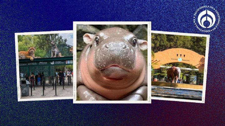 ¿Eres fan de Moo Deng? En estos zoológicos de la CDMX hay hipopótamos (FOTOS)