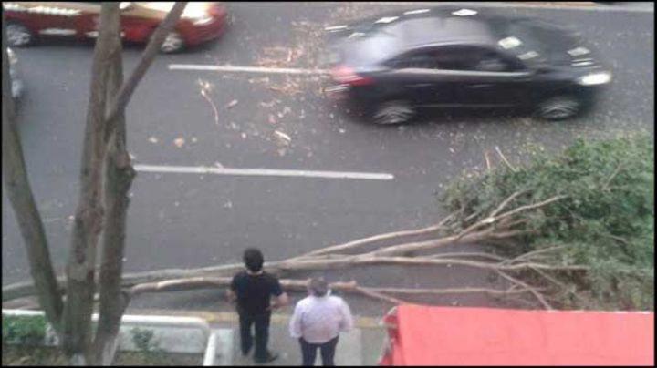 Reportan caída de 30 árboles, cables, estructuras y espectaculares en DF