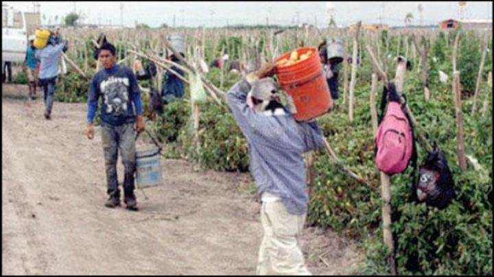 Libera STPS a 200 indígenas, de explotación laboral e infantil