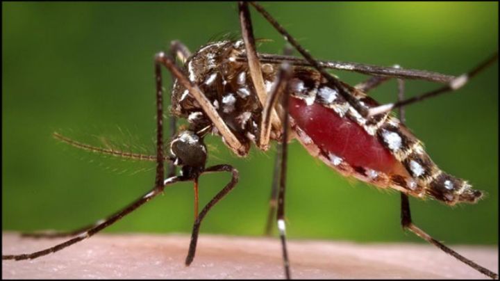 Chikungunya apenas empieza en México: Ruiz Matus. Con Loret de Mola