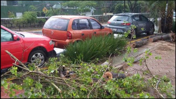 Provocan lluvias caída de árbol e inundaciones en la ciudad de Oaxaca