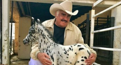 ¿Cuánto cuesta uno de los caballos miniatura que criaba Vicente Fernández?