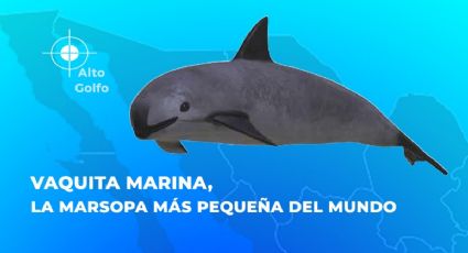 Extinción de la vaquita marina en México: quedan menos de 8 ejemplares