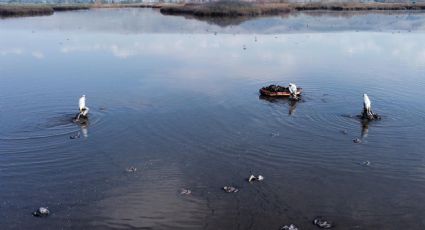 2022, ya "párale": brote de gripe aviar mata a miles de aves en Israel