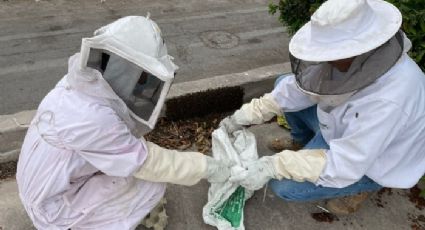 Rescatan población de abejas que disminuyó un 96% a base de 'dulces' y barras proteicas