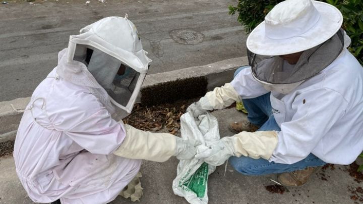 Rescatan población de abejas que disminuyó un 96% a base de 'dulces' y barras proteicas