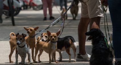 CDMX: ¿Será castigo? Multas cívicas podrán pagarse paseando "lomitos"