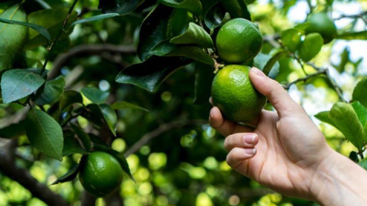 ¿Por qué el limón anda "por las nubes"? Esto dice Agricultura