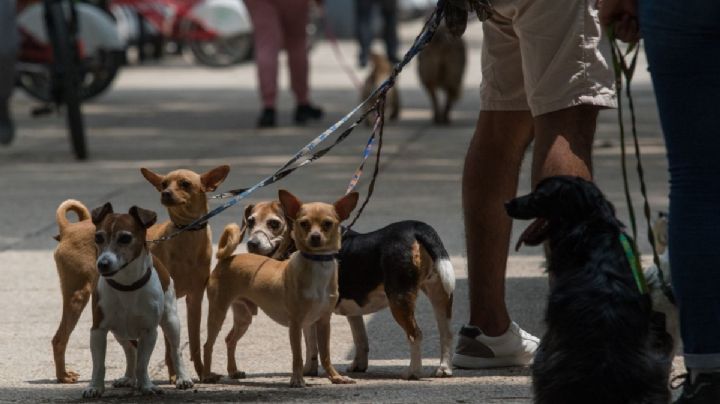 CDMX: ¿Será castigo? Multas cívicas podrán pagarse paseando "lomitos"