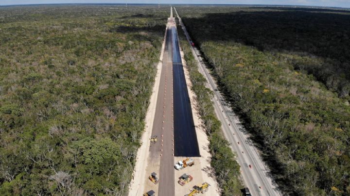 Tren Maya: Fonatur admite "corte" de 20 mil árboles; "fue rescate", dice