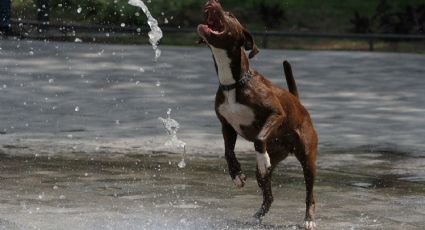 ¿Qué pasaría si no vacunas a tu perro contra la rabia?