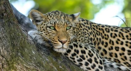 Detectan leopardo salvaje infectado con  SARS-CoV-2 en India