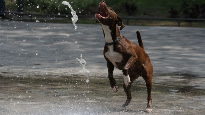 ¿Qué pasaría si no vacunas a tu perro contra la rabia?