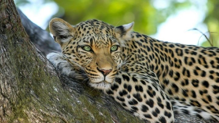 Detectan leopardo salvaje infectado con  SARS-CoV-2 en India