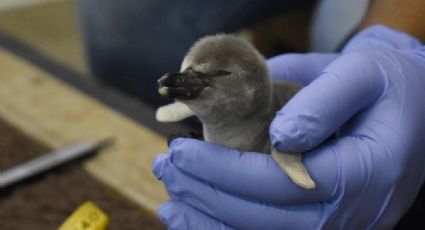 Aquarium de Veracruz: Visitantes pueden participar en nombre para pingüino bebé