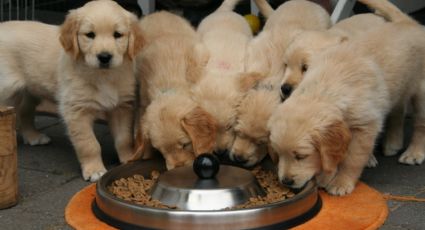 Perritos: ¿qué se le debe dar de comer a los cachorros?