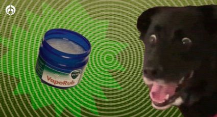 Perritos: Truco de Vick VapoRub para educarlos dentro de la casa