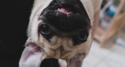 Perritos: ¿Cuál pug es más caro y cómo saber si es original?