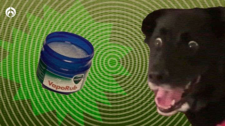 Perritos: Truco de Vick VapoRub para educarlos dentro de la casa