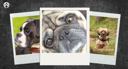 Hipotiroidismo en perritos: Las 3 razas de 'lomitos' en riesgo, ¿está el pug?