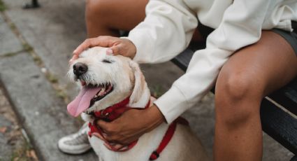 Perritos: ¿qué sienten cuando los acaricias y en qué partes NO les gusta?