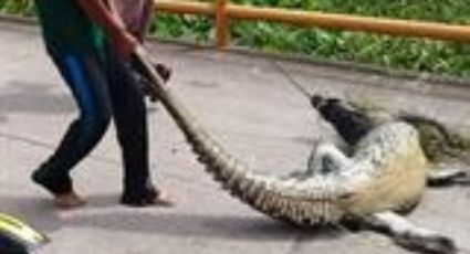 Salvan a lagarto de ser cocinado por habitantes del pueblo de Tabasco